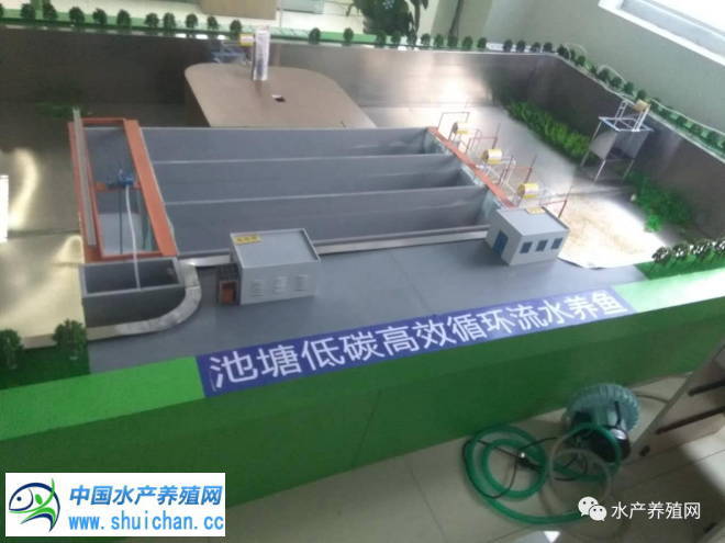 十亩鱼塘如何养出20亩的鱼,10亩鱼池养多少鱼苗