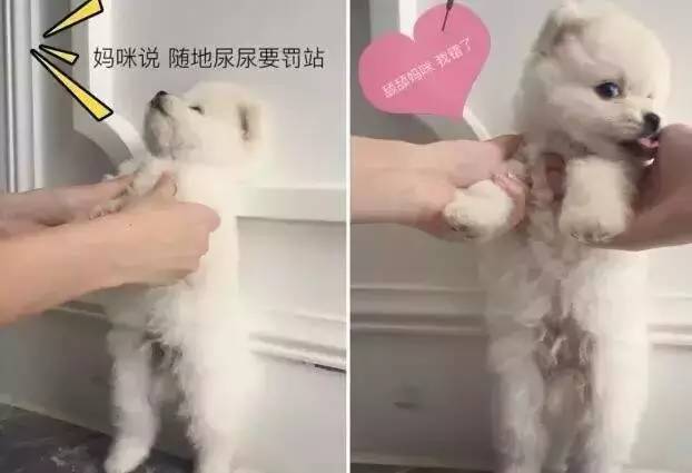 我有犬瘟，但感谢有你！