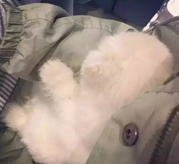 我有犬瘟，但感谢有你！