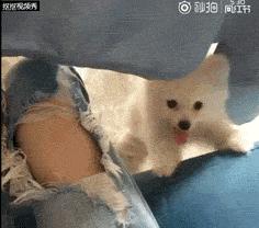 我有犬瘟，但感谢有你！