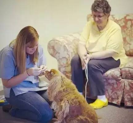 狗狗生病了吃什么食物,狗狗生病了吃点什么好