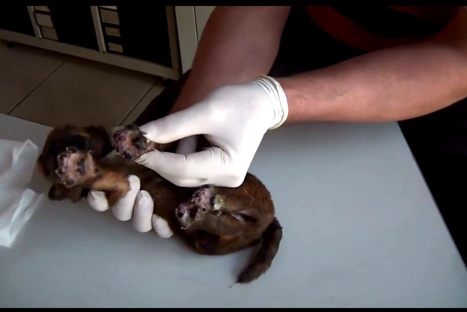 狗狗身上挤出来的虫是什么,狗狗身上有小虫子爬得很快