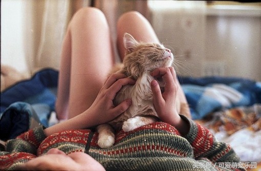 用心爱护小猫,用心照顾小猫咪