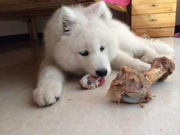 萨摩耶幼崽吃什么食物最好,幼年萨摩耶可以吃什么水果