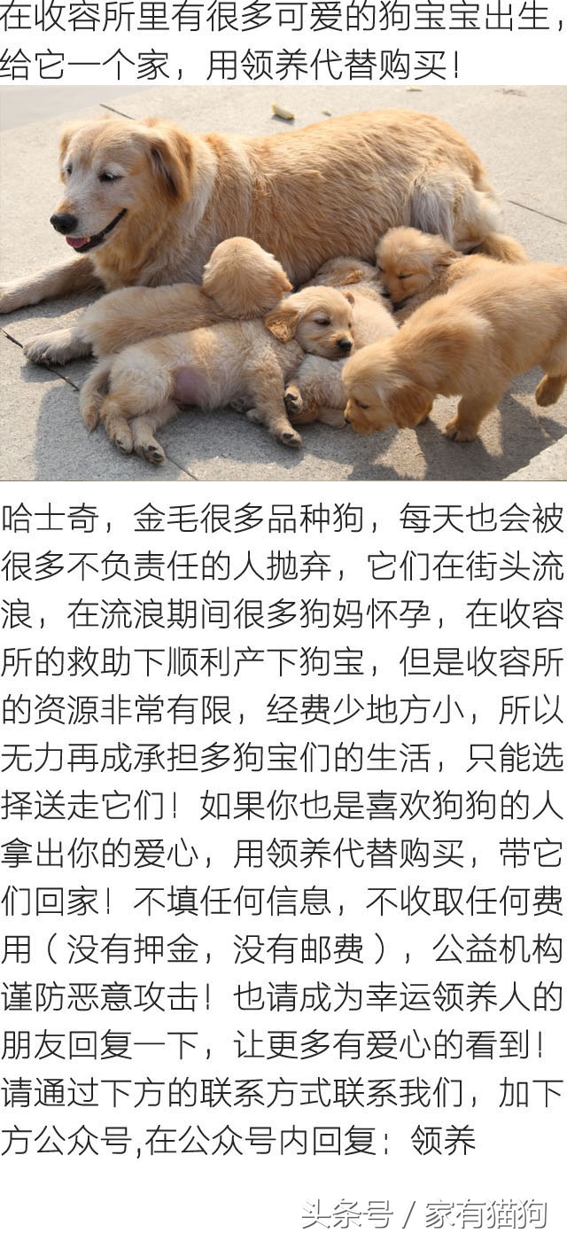 养了只小金毛，竟然趁我不关注偷吃洗衣粉，10分后脸肿成大包子