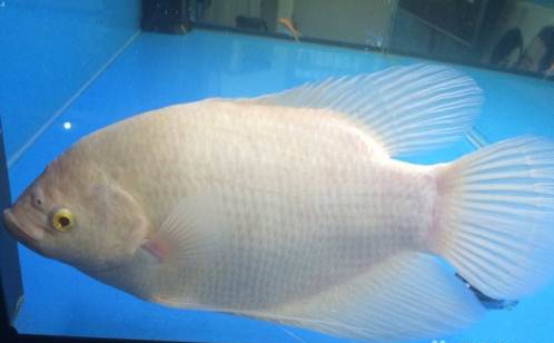 招财鱼病了要怎么治疗,招财鱼容易得什么病