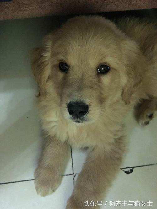 养了只小金毛，竟然趁我不关注偷吃洗衣粉，10分后脸肿成大包子