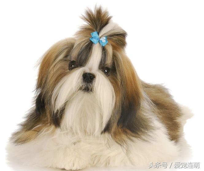 狗狗意外受孕怎么处理,狗狗备孕检查关注事项