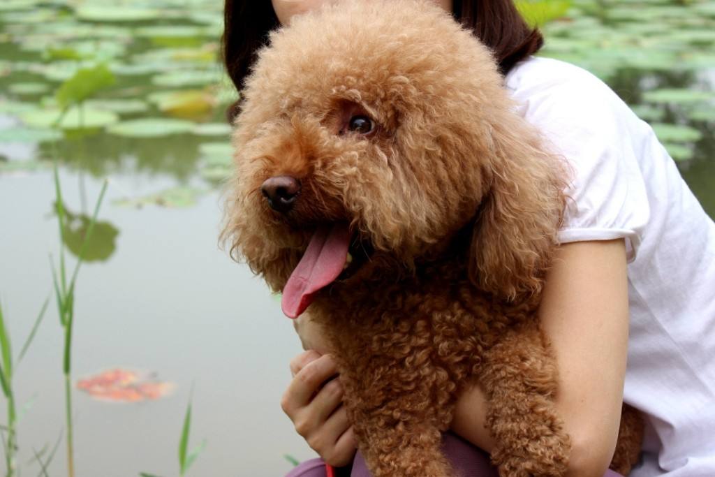 狗狗最不容易掉毛的是哪个品种,狗狗掉毛排行榜