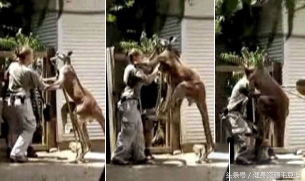 袋鼠靠什么维持平衡,袋鼠抗击能力怎么样