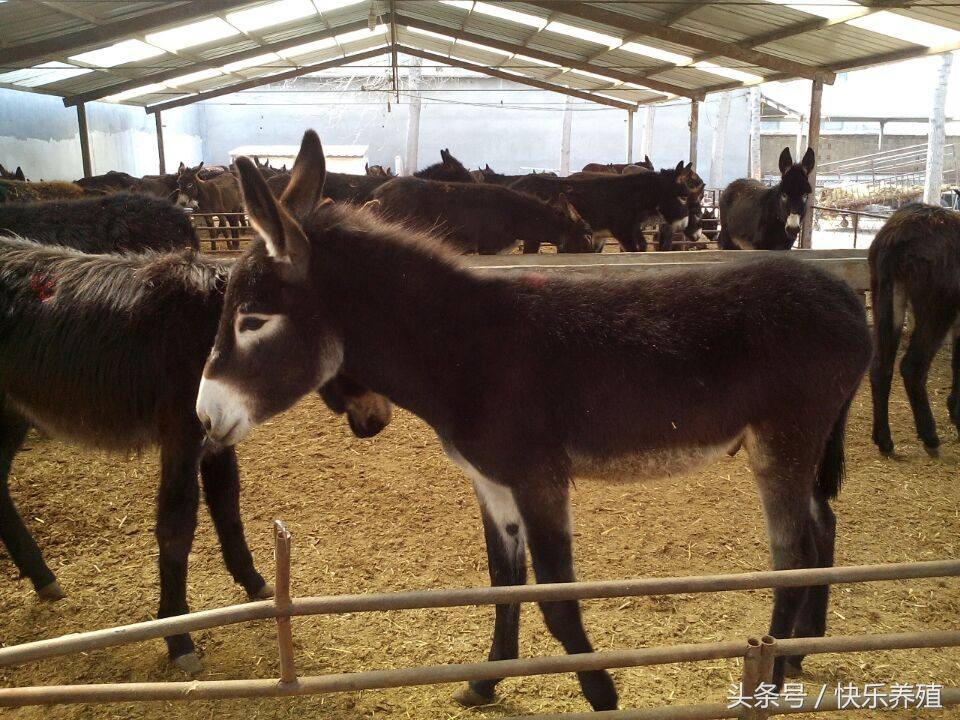驴价大涨,驴价飙升的原因