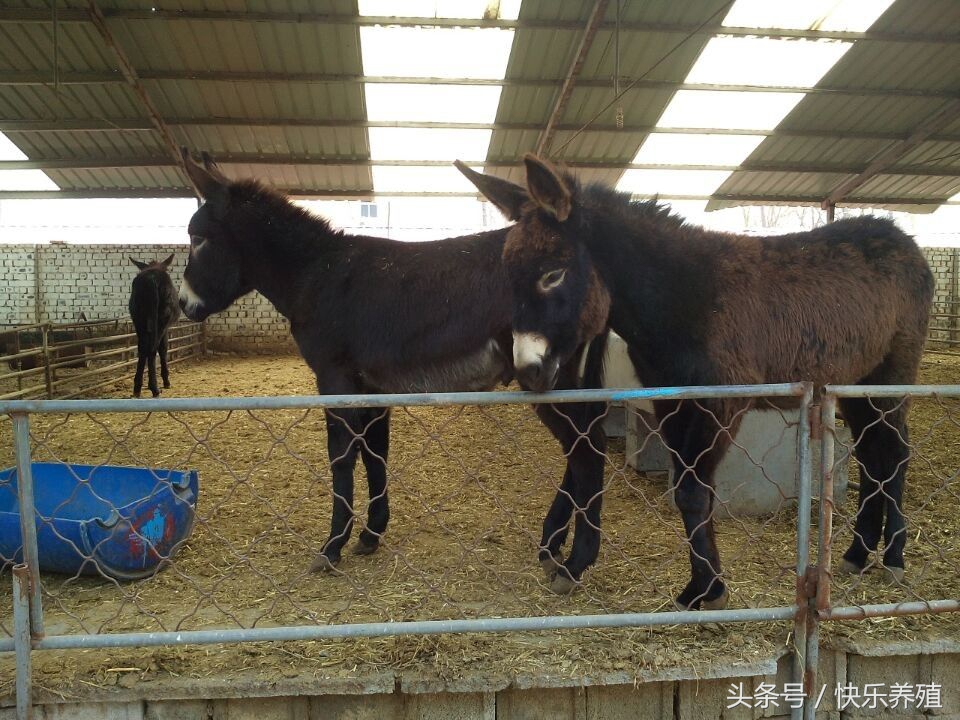 驴价大涨,驴价飙升的原因