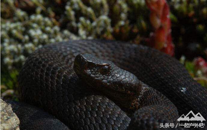 在野外被毒蛇咬伤怎么自救视频,露营被毒蛇咬了怎么办