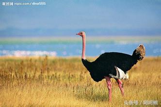 这些你不知道的冷知识,那些你不知道的十个冷知识