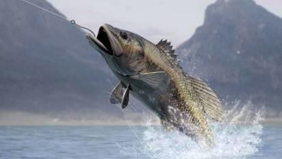 传统钓溜鱼的正确方法与技巧,小白钓鱼溜鱼技巧