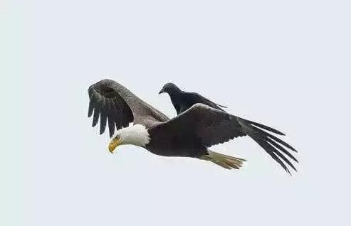 羊毛*党**说：想挣钱，有错吗？