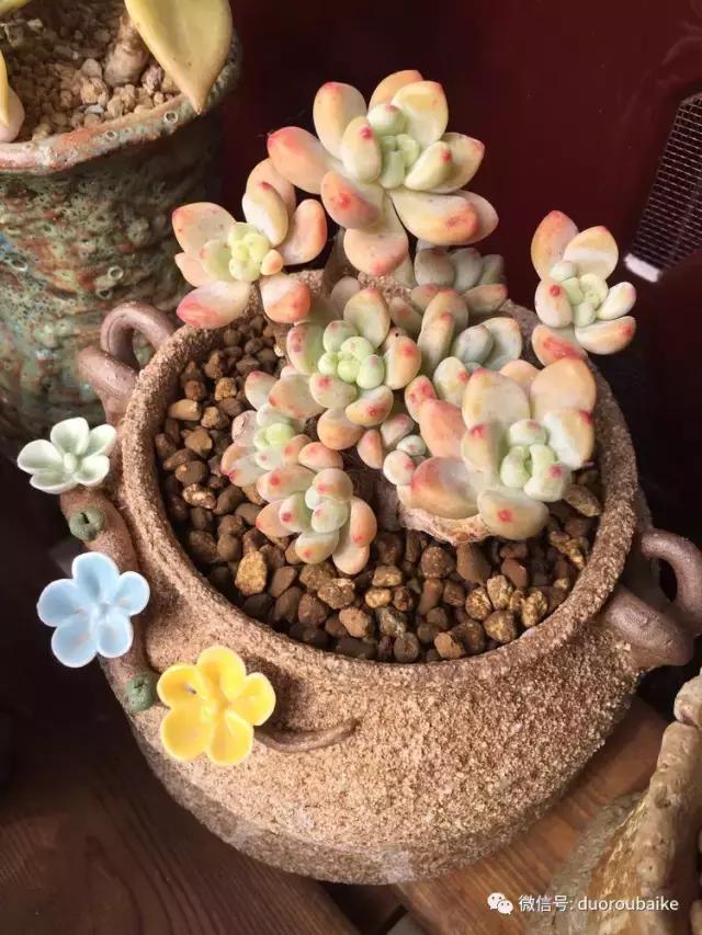 当大妈遇见帅哥,当大妈爱上邻家男孩