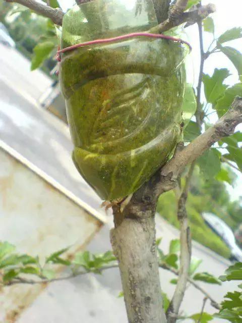 三件家用之物，台长教你八步法“高压”大苗，可当年观花当年吃果