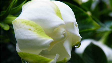 栀子花能吃吗有什么好处,栀子花能吃吗会不会上火