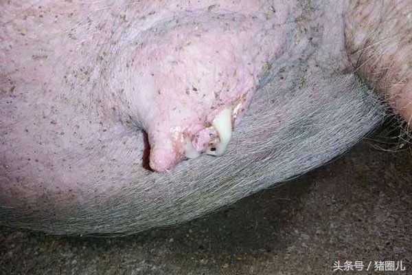 母猪返情天数判断,母猪返情是什么原因