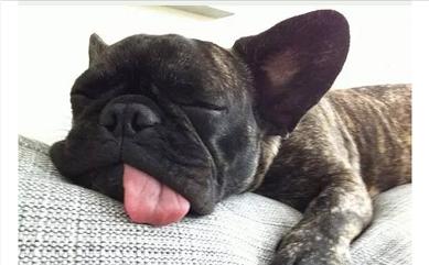 从狗狗的奇葩睡姿中判断安眠程度，你家的汪有没有中枪呢？