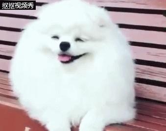 为什么博美狗老是睡觉,博美狗狗有多聪明