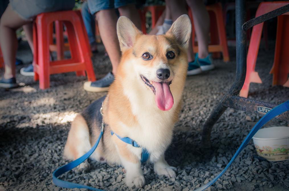 别总觉得柯基太贵了！这五大因素，决定了你看中的柯基犬价格