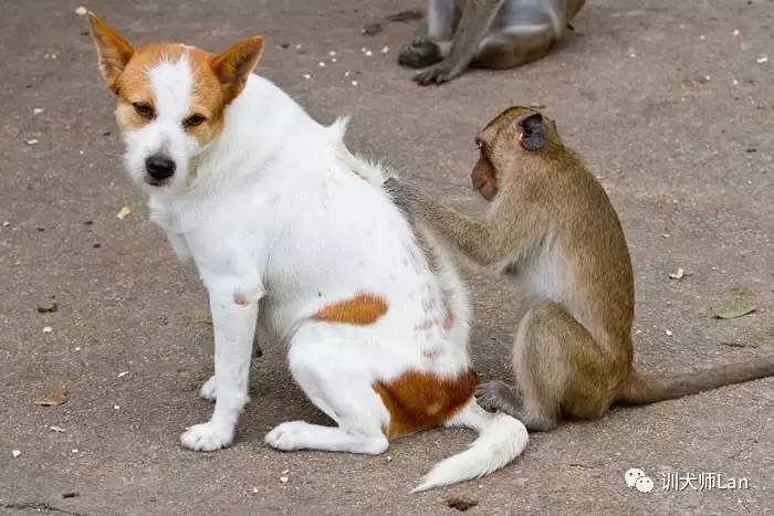狗狗杀跳蚤的药可以治皮肤病吗,狗预防跳蚤的最佳方法