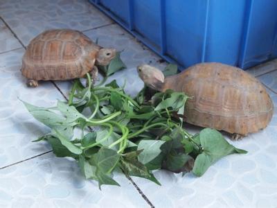 乌龟伸头拒食四肢无力不排便,拒水拒食的乌龟怎么补充蛋白质