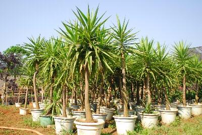 牡丹病毒病病虫害防治知识,牡丹怎么预防病虫害