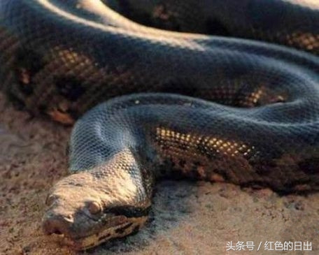 老道士杀女鬼,老道士杀程咬金完整版