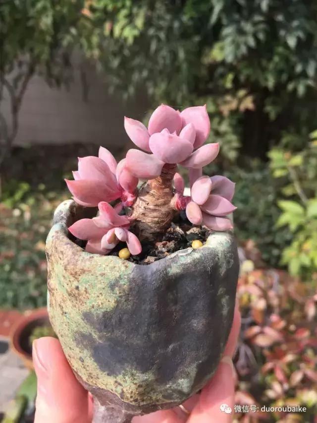 当大妈遇见帅哥,当大妈爱上邻家男孩