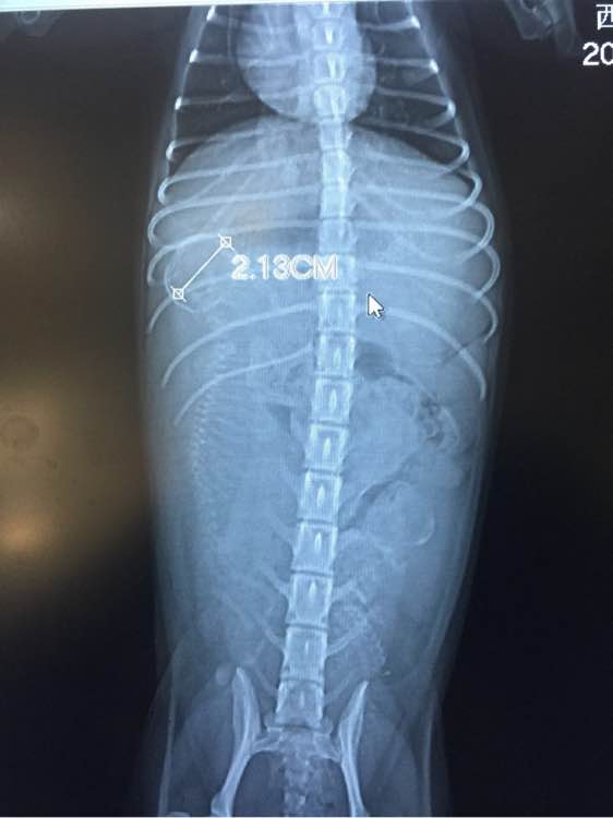 泰迪超过三个月,泰迪超过预产期没生怎么办