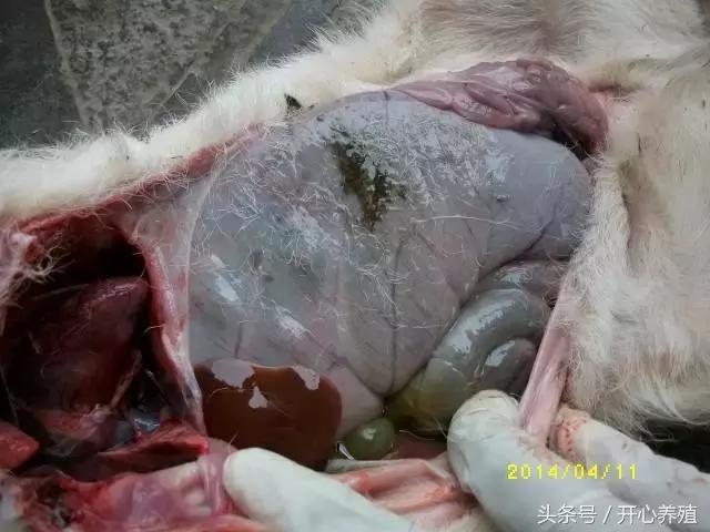 刚出生羔羊软瘫症的治疗方法,羔羊软瘫灵口服快还是注射好