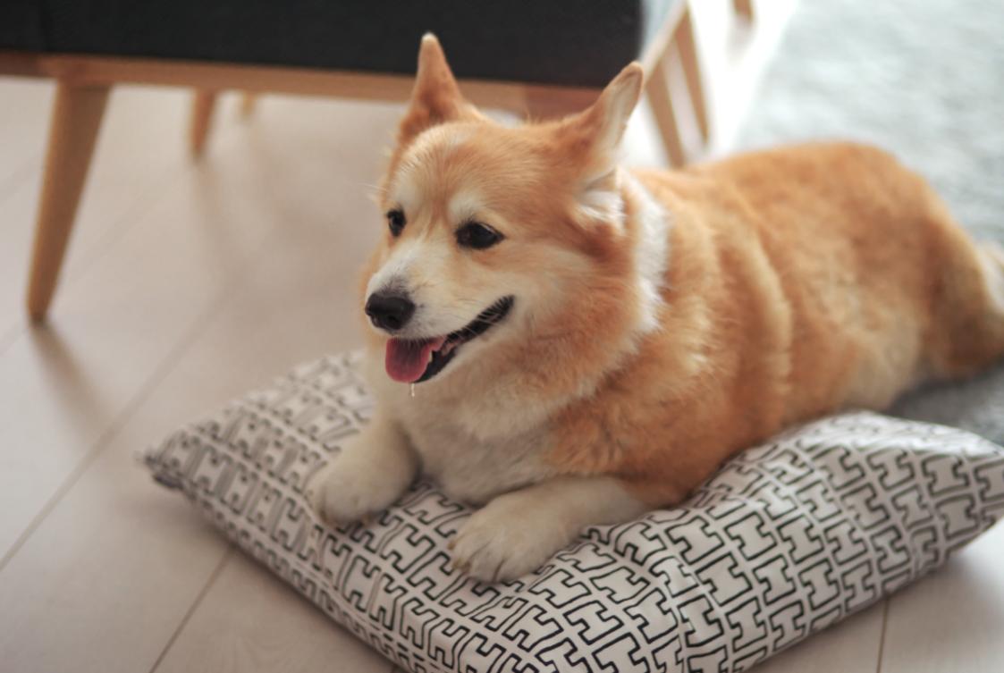 别总觉得柯基太贵了！这五大因素，决定了你看中的柯基犬价格