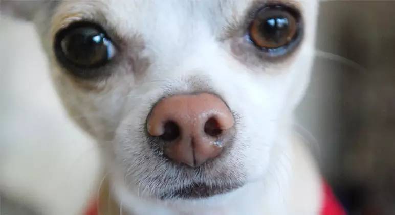 狗狗鼻子干是生病的前兆吗,狗狗鼻子变干什么情况