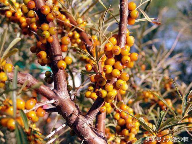 沙棘的故事和相关历史记载,黄金沙棘小镇的故事