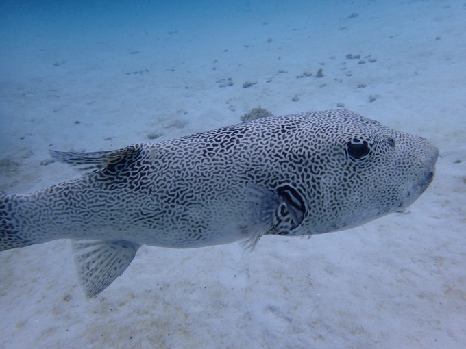 泰国普吉苏梅甲米旅游攻略,泰国游普吉甲米岛六天五晚的报价