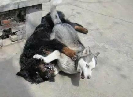 哈士奇可以和金毛杂交吗,如果哈士奇和狼在一起会怎么样