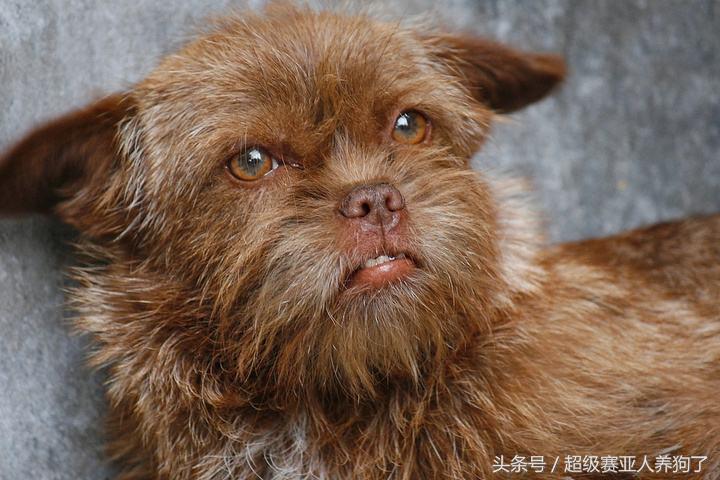 狗狗十大癌症,狗狗九大致命疾病