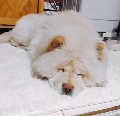 不小心踩到自家的狗子，不要惊慌，给它一根骨头，不行就给两根