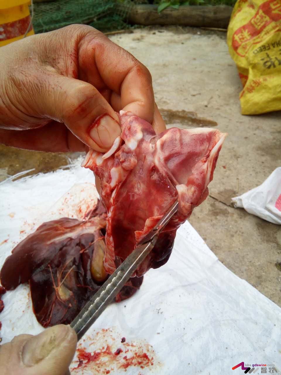 防控饲料黄曲霉毒素危害措施,蛋鸡饲料霉菌毒素危害