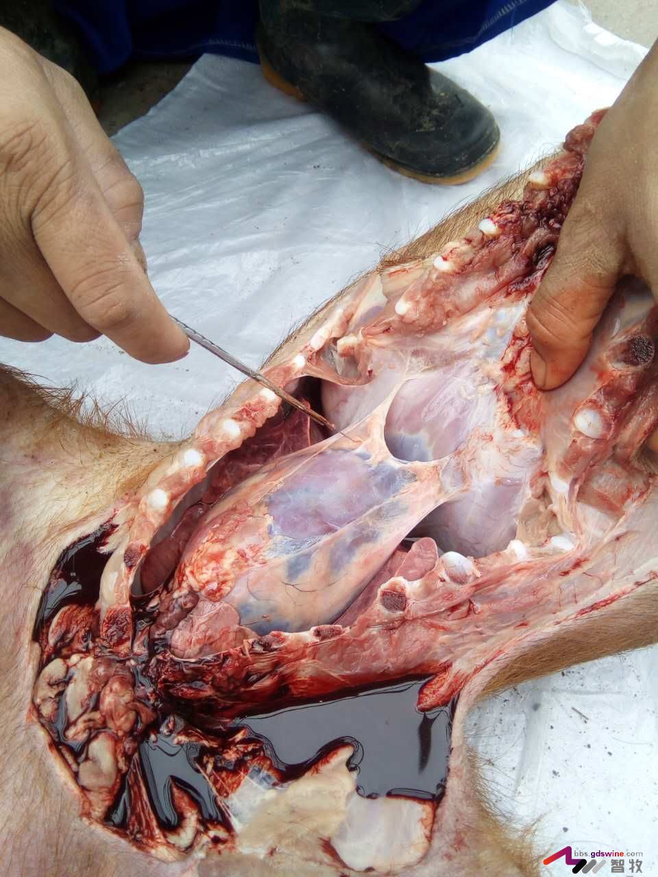 防控饲料黄曲霉毒素危害措施,蛋鸡饲料霉菌毒素危害