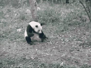 了解熊猫之前觉得它们很可爱,熊猫头被认为粗鲁