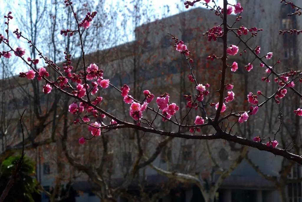 印象渭南：情寄雪梅