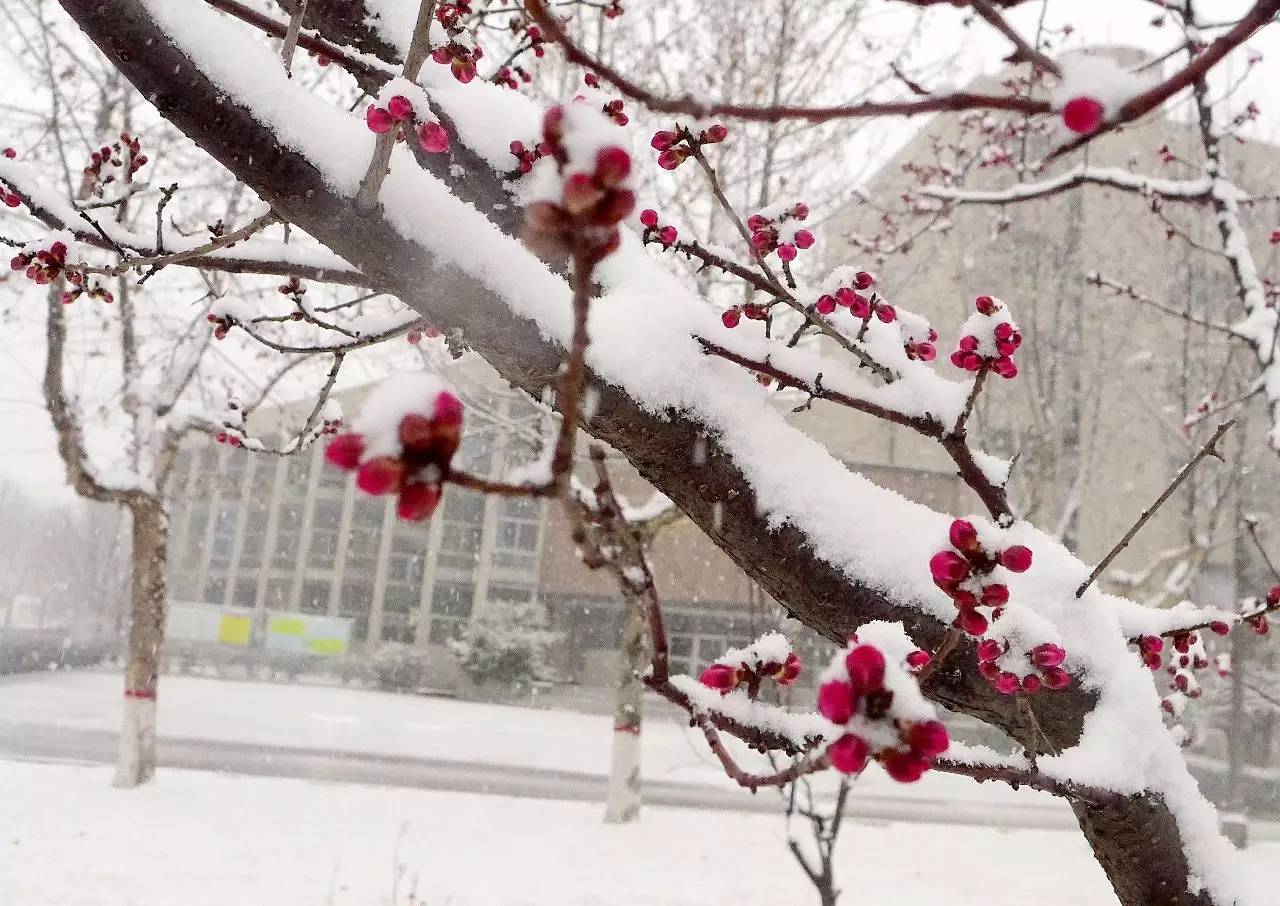 印象渭南：情寄雪梅