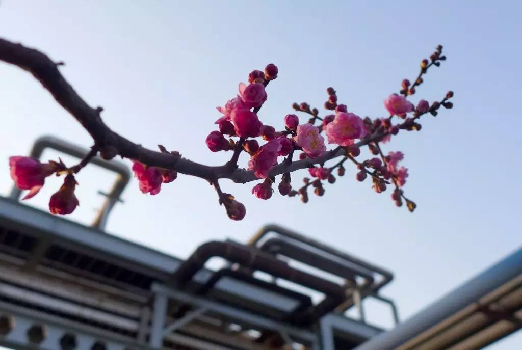 印象渭南：情寄雪梅