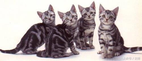 猫咪带有攻击性,有攻击性的猫