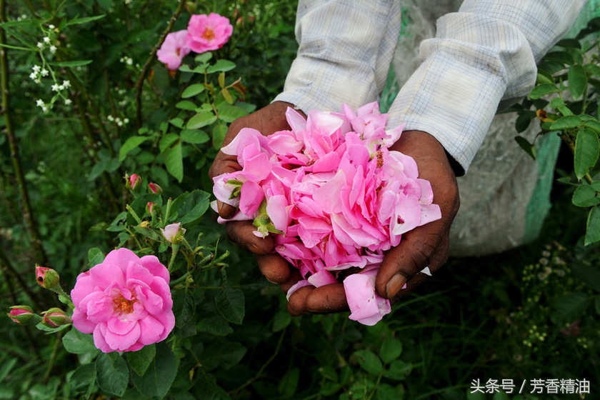 正宗精油配方视频,最全面最实用的精油配方大全
