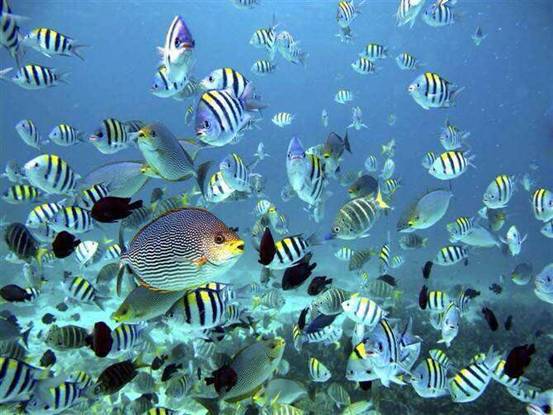 阳春三月，小萌高管们受邀齐飞诗巴丹参加“马布海洋日”~